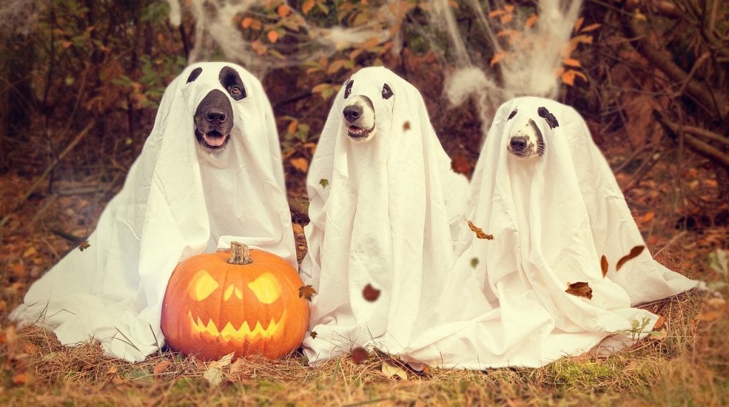 dogs dressed as spooky ghosts