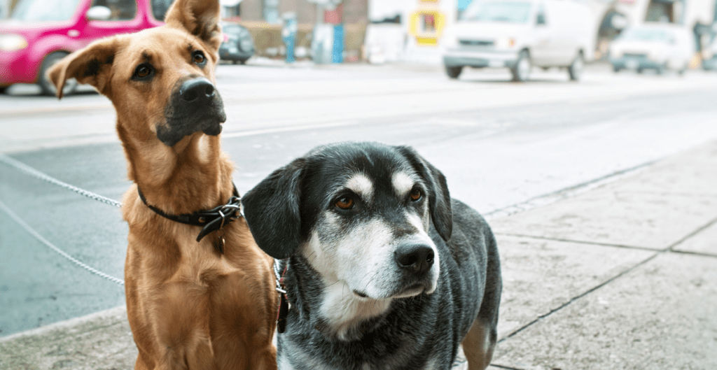 two mutts on the sidewalk looking inquisitively to the side of the frame