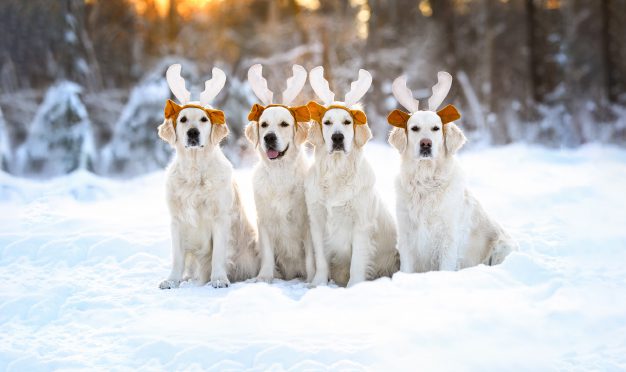 Get Your Reindeer In A Row!