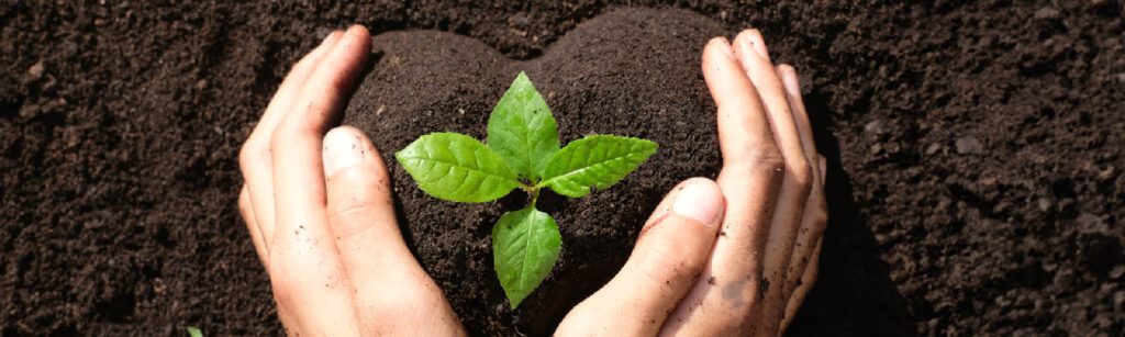 Planting in a heart shape soil