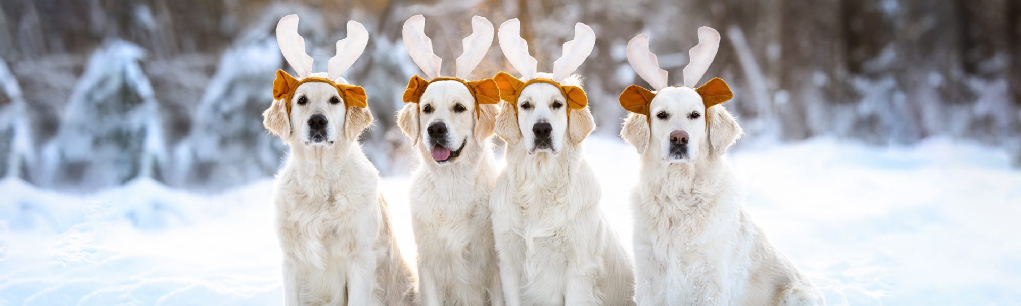 dogs dressed as reindeer in the snow