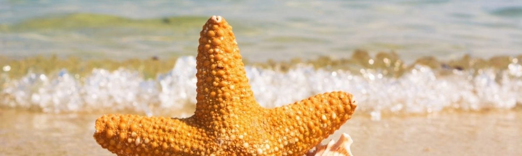 Starfish and seashells on beach
